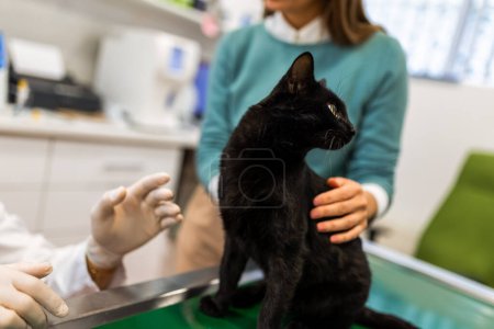 Photo for Young man, a veterinarian by profession, examines a cat in modern vet clinic.Young owner helps to calm down the pet and talks with the vet specialist. - Royalty Free Image