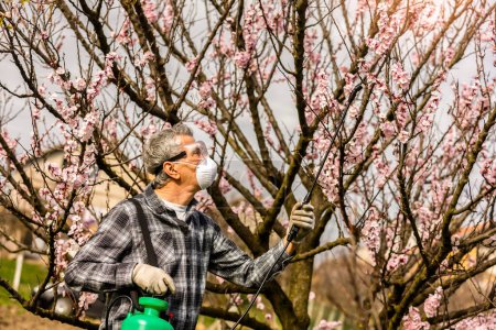 Photo for Spraying Fruit Tree with Organic Pesticide or Insecticide in Spring. Spraying Trees against Fungus Infection. Spraying Fruit Tree with Organic Pesticide or Insecticide in Spring. Spraying Trees against Fungus Infection. - Royalty Free Image