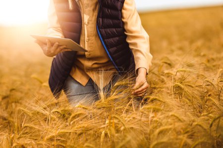Téléchargez les photos : L'agronome vérifie la qualité des grains au milieu d'un champ de blé. Elle a une tablette.. - en image libre de droit