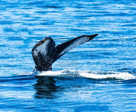 Tail of Humpback Whale with Small Shells above Water. Samana Bay, Dominican Republic