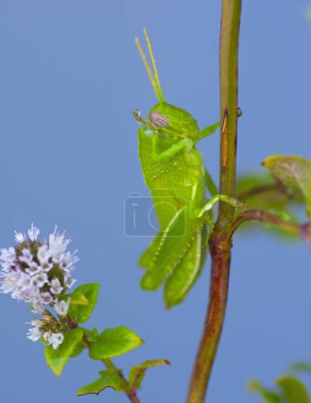 Egyptian Grasshopper washing with Drop Dew closeup between Mint Leafs on Blue background