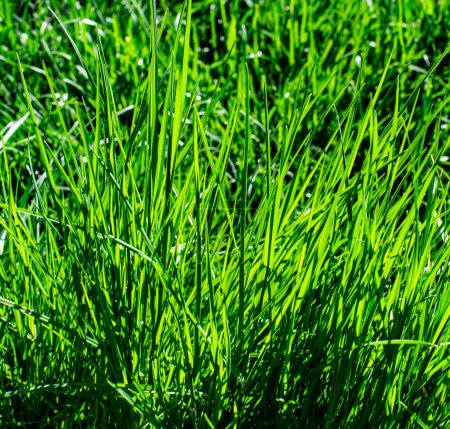 Foto de Colorido verde joven hierba contra el sol primer plano al aire libre - Imagen libre de derechos