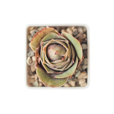 Photo for Rare greenovia aurea ex el hierro flower rosette, top view - Royalty Free Image