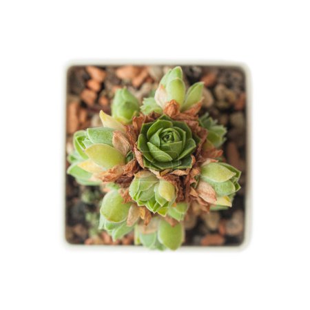 Photo for Greenovia aurea plant cluster, top view - Royalty Free Image