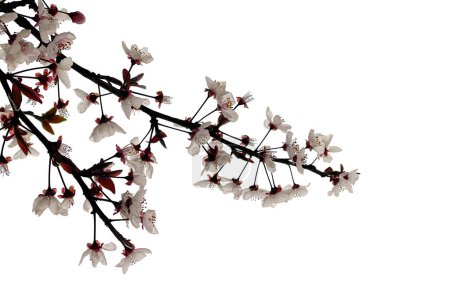 Photo for Spring blooming cherry twig isolated on white background - Royalty Free Image