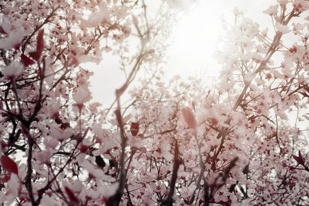 Photo for Floral spring blossoms, abstract floral soft blurred background - Royalty Free Image