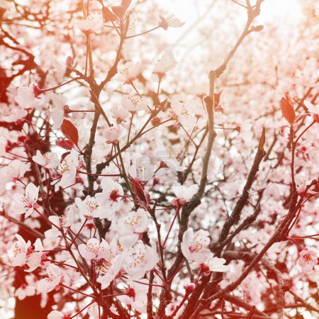 Photo for Spring background. Beautiful floral blossom cherry tree flower closeup with abstract bokeh and sun light - Royalty Free Image