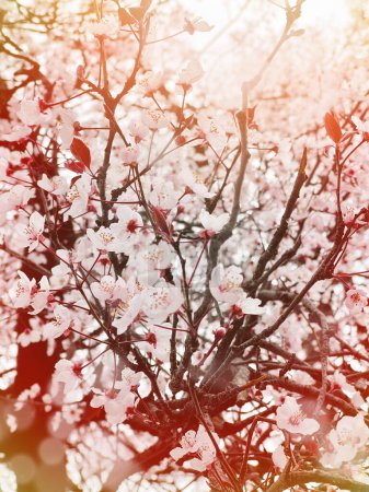Photo for Blossom spring background with flowers, blurred sun light bokeh and flowers - Royalty Free Image