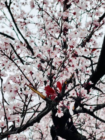 Photo for Spring plum flower closeup, springtime background - Royalty Free Image