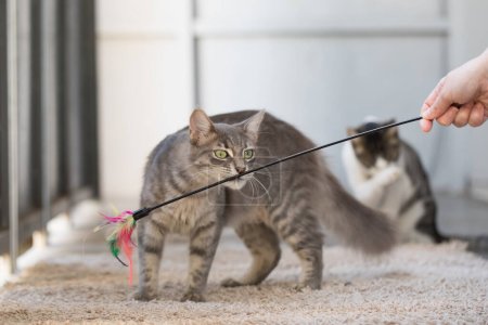 Junge Jagd spielende Katze mit Federgarn Zauberstab Spielzeug drinnen