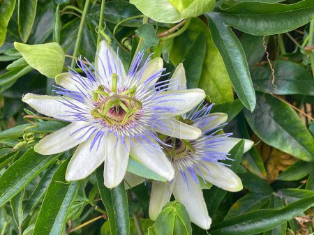 Close up of Passiflora flower and bloom. Maypop passionflower in a garden