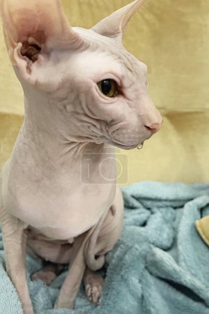 Domestic sphynx cat drooling at home
