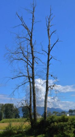 Vertical view of dead tree stumps found near swampland and standing water. 