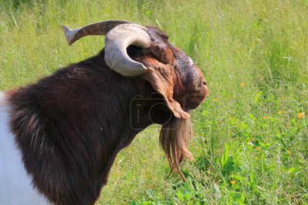 Close profile view of a mature goat with a long goatee standing in the grassy pasture. 