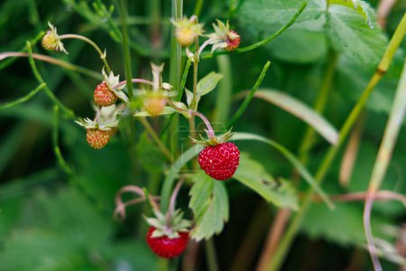 Téléchargez les photos : Two ripe small berries of wild tasty red strawberries hang on a bush with green small berries that have not yet ripened in tall grass - en image libre de droit