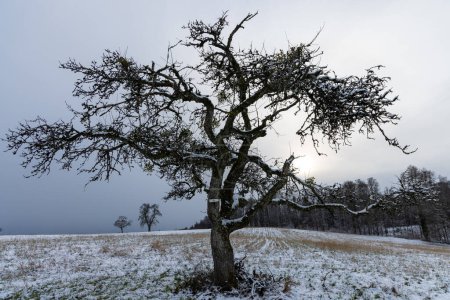 Téléchargez les photos : Un impressionnant petit arbre noir ramifié tordu au milieu d'une prairie gelée enneigée d'hiver avec herbe jaunie sèche contre un ciel gris brouillard nuageux - en image libre de droit
