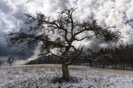 Téléchargez les photos : Un impressionnant petit arbre noir ramifié tordu au milieu d'une prairie gelée enneigée d'hiver avec herbe jaunie sèche contre un ciel gris brouillard nuageux - en image libre de droit