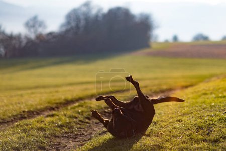 Foto de Negro despreocupado divertido perro crianza Rottweiler jugando alrededor y volteretas en un amplio prado con hierba verde, contra el fondo de negro densos matorrales sin hojas en la luz del sol brillante mañana cegadora - Imagen libre de derechos