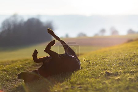 Foto de Negro despreocupado divertido perro crianza Rottweiler jugando alrededor y volteretas en un amplio prado con hierba verde, contra el fondo de negro densos matorrales sin hojas en la luz del sol brillante mañana cegadora - Imagen libre de derechos