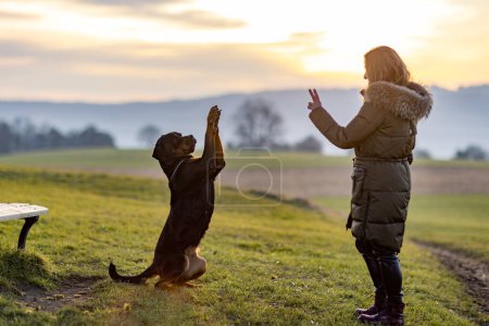 Photo for Attentive cheerful red-haired woman in a dark green jacket is training her large obedient black guard dog of the Rottweiler breed, in a large meadow with green grass in the evening sunlight - Royalty Free Image