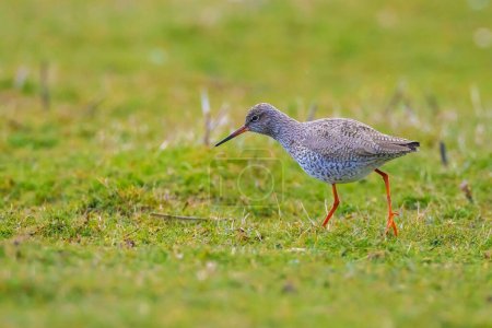 Photo for Common redshank tringa totanus perched in farmland - Royalty Free Image
