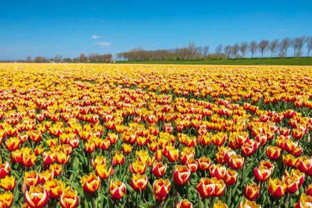 Téléchargez les photos : Floraison de tulipes rouges jaunes néerlandais colorés champ de fleurs sous un ciel bleu. Zeeland, Pays-Bas - en image libre de droit