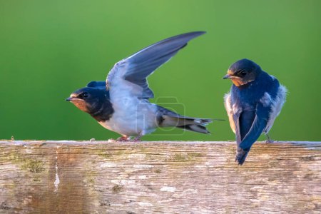 Foto de Closeup of a Barn Swallow, Hirundo rustica, resting after hunting on barbwire. This is the most widespread species of swallow in the world and the national bird of Estonia. - Imagen libre de derechos