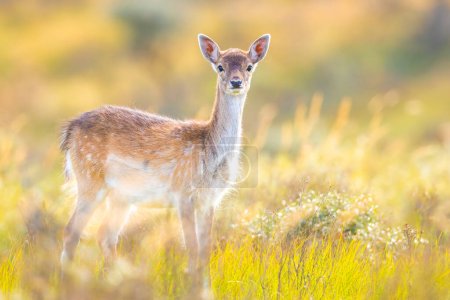 Photo for Fallow deer Dama Dama fawn in Autumn season. The Autumn fog and nature colors are clearly visible on the background. - Royalty Free Image