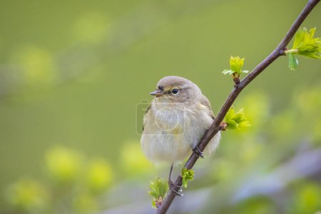 Photo for Close-up of a common chiffchaff bird Phylloscopus collybita, singing on a beautiful summer evening with soft backlight on a green vibrant background. - Royalty Free Image