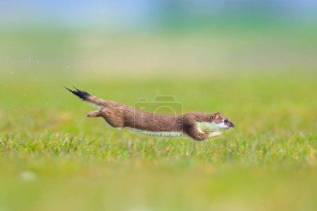 Primer plano de un Stoat, mustela erminea, correr y saltar en un campo de hierba mientras caza.