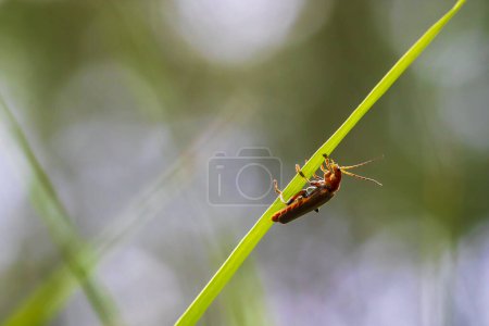 Téléchargez les photos : Deux coléoptères communs du soldat rouge, Rhagonycha fulva, accouplement dans l'herbe. - en image libre de droit