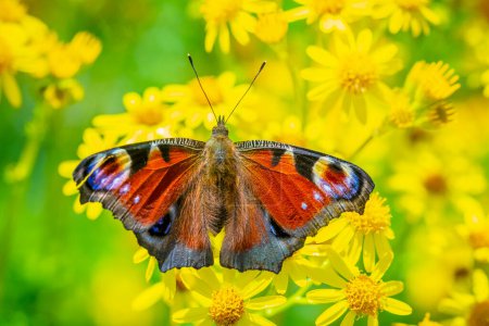Téléchargez les photos : Aglais io, Peacock butterfly feeding on yellow flowers in a meadow. rear view, wings open - en image libre de droit