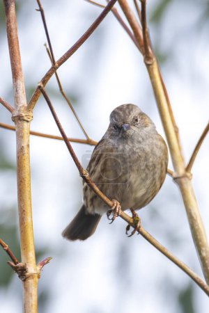 Téléchargez les photos : Gros plan d'un Dunnock, Prunella modularis, oiseau exposé dans un arbre et chantant un chant matinal au printemps pour attirer une femelle. - en image libre de droit