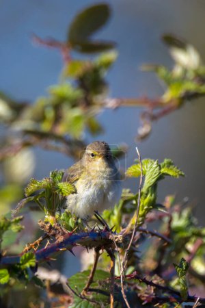 Photo for Close-up of a common chiffchaff bird, Phylloscopus collybita, singing on a beautiful Springtime day on a green vibrant background. - Royalty Free Image