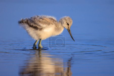Photo for Pied Avocet Recurvirostra avosetta wader bird chick foraging in water - Royalty Free Image