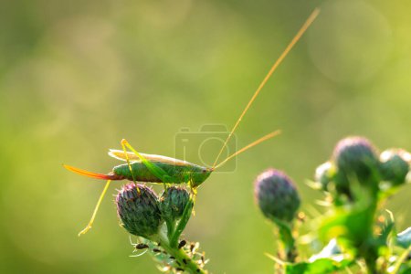 Photo for Closeup of a conocephalus fuscus, long-winged conehead bushcricket, resting in a meadow - Royalty Free Image