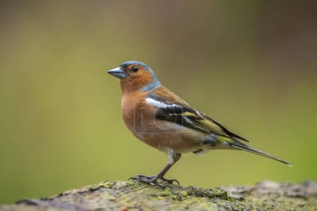 Closeup of a male chaffinch, Fringilla coelebs, singing on a tree in a green forest.