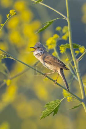 Photo for Closeup of a Whitethroat bird, Sylvia communis, foraging in a green meadow - Royalty Free Image