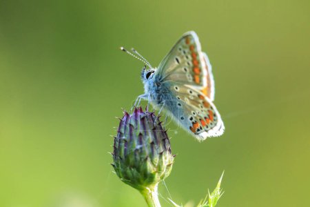 Foto de Primer plano de la mariposa parda argus, Aricia agestis, polinizando en un campo de flores. Vista superior, alas abiertas - Imagen libre de derechos