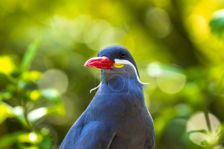 The Inca tern Larosterna inca bird has dark grey body, white moustache and red-orange beak and feet. Breeds on the coast of Peru, Chile and Equador South-America. 