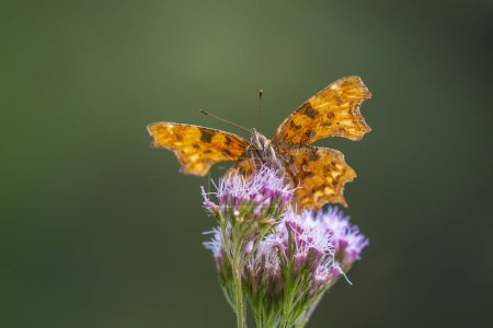 Photo for Comma butterfly Polygonia c-album resting on vegetation in grassland side view - Royalty Free Image