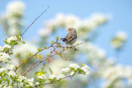 Stonechat, Saxicola rubicola, Juvenile bird close-up singing in the morning sun