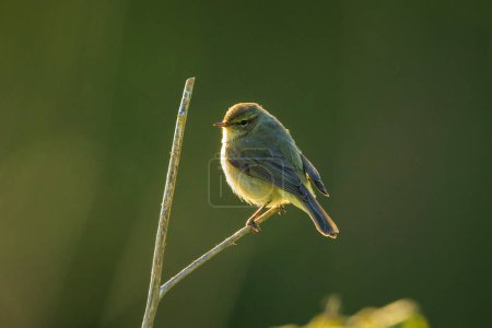 Close-up of a Willow warbler bird, Phylloscopus trochilus, singing on a beautiful summer evening with soft backlight on a green vibrant background.