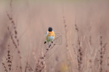 Stonechat, Saxicola rubicola, oiseau mâle gros plan chantant au soleil du matin