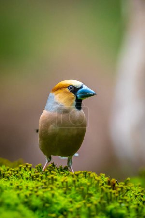 Closeup of a male hawfinch Coccothraustes coccothraustes bird perched in a forest. Selective focus and natural sunlight