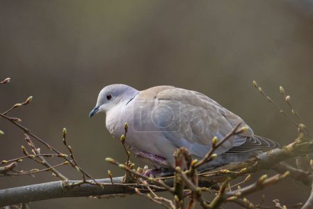 Closeup of a Eurasian collared dove, Streptopelia decaocto, bird perched in a tree