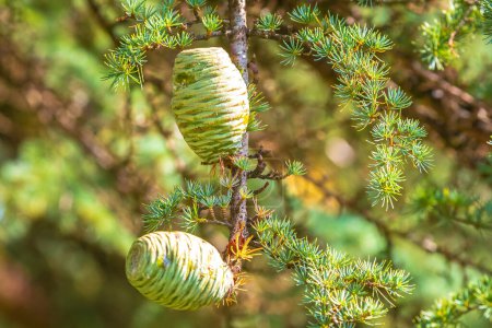 Conos en un árbol de coníferas, Larix spec. Ramas verdes frescas de un alerce con agujas de primavera en un día soleado.
