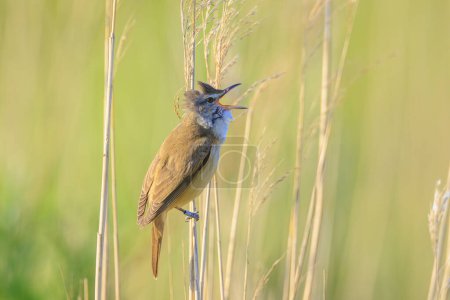 Close up of a great reed warbler, acrocephalus arundinaceus, bird singing in reeds during Springtime early morning sun