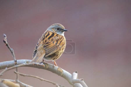 Photo for Close-up of a Dunnock, Prunella modularis, bird in a tree display and singing a early morning song during Springtime to attract a female. - Royalty Free Image