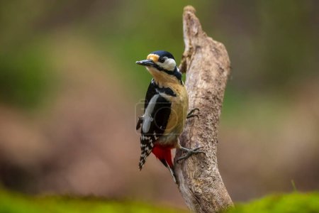 Closeup of a great spotted woodpecker bird, Dendrocopos major, perched in a forest in Summer season